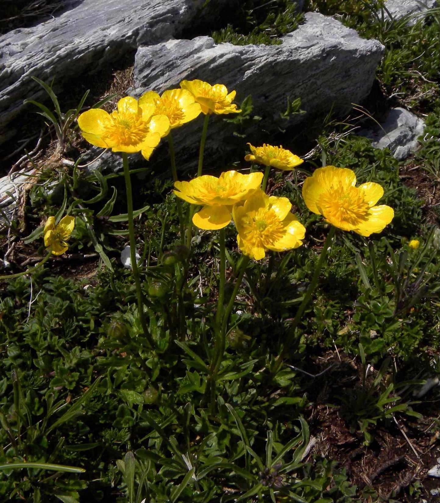 Ranunculus cfr. pollinensis